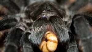 20519 tarantula eye health