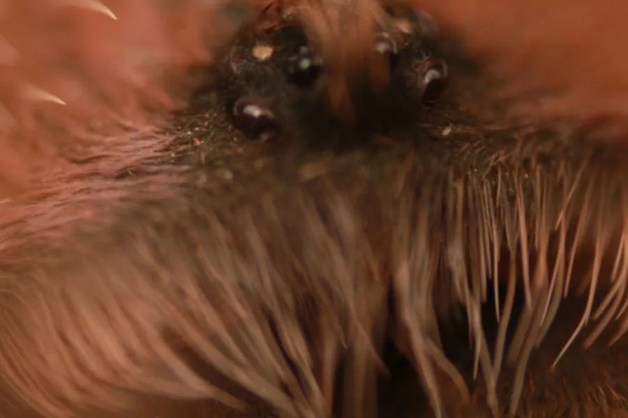 /img/20519-tarantula-eye-problems.webp