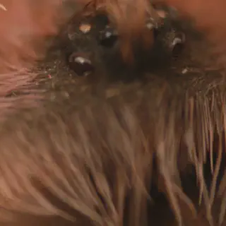 /img/20519-tarantula-eye-problems.webp