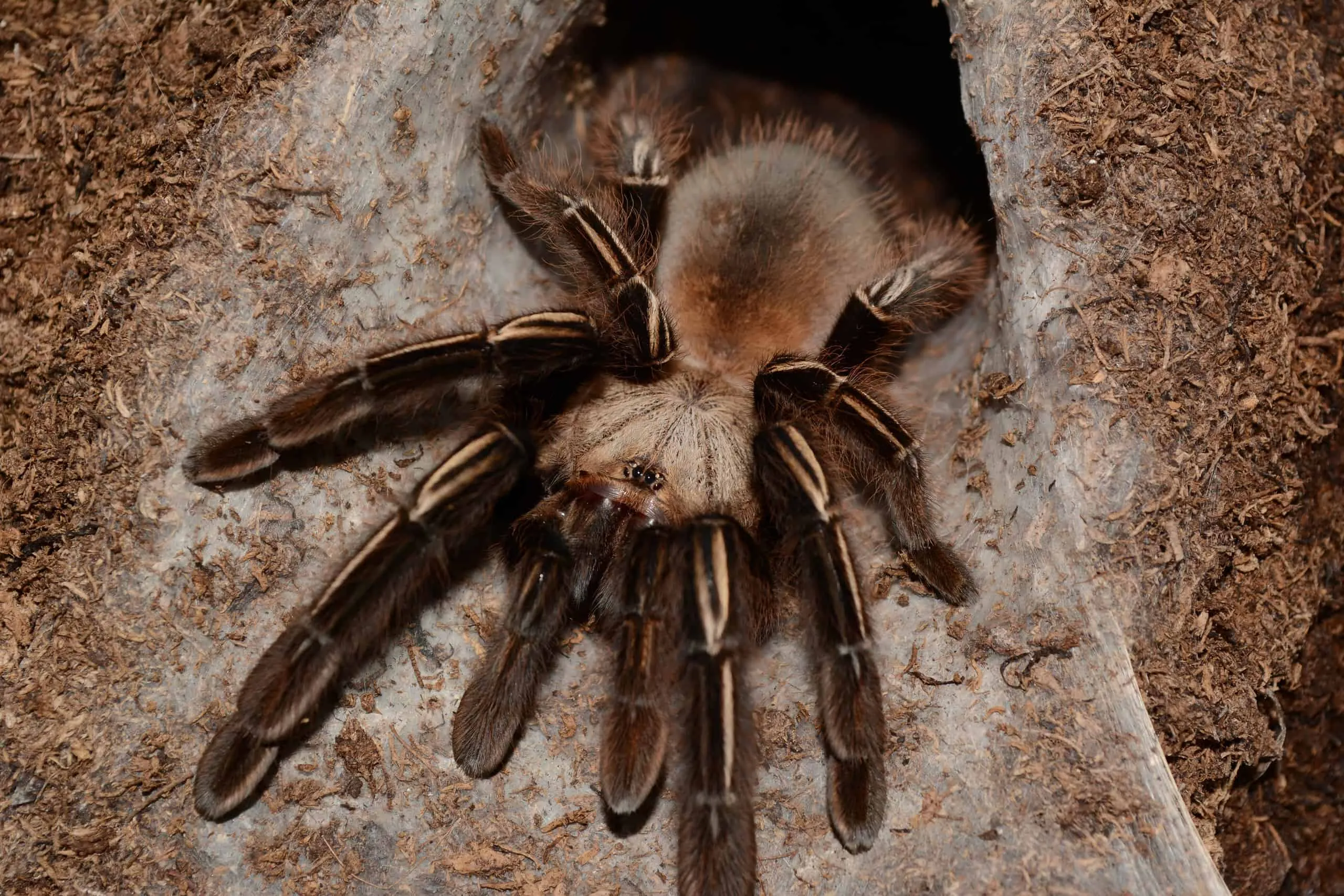 20519 tarantula hunting