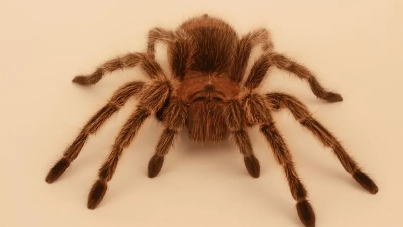 20519 tarantula primary eyes