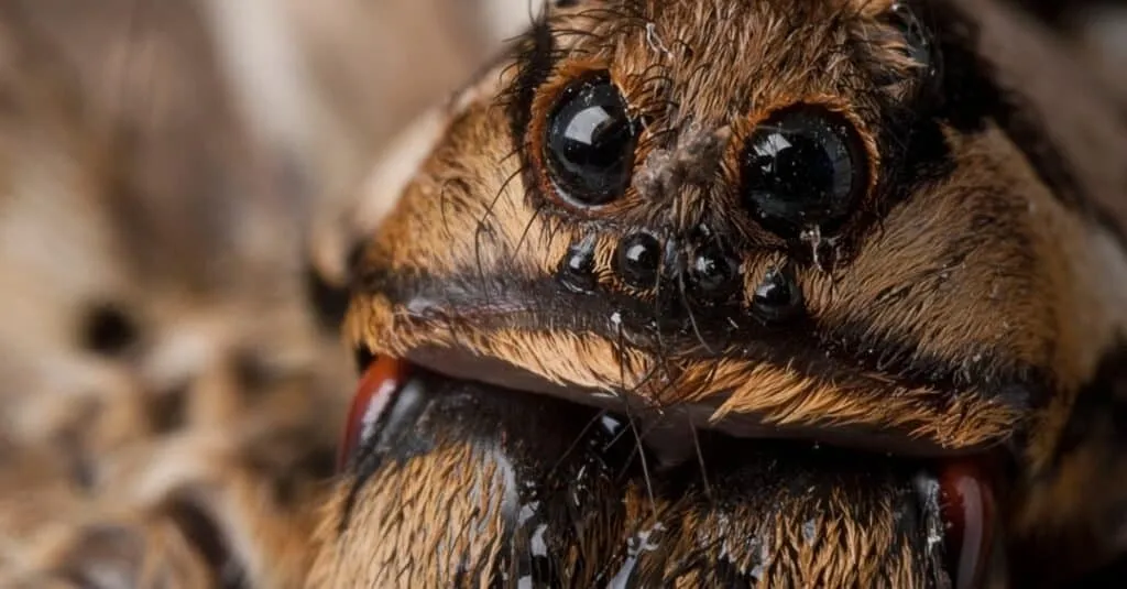 20519 tarantula secondary eyes