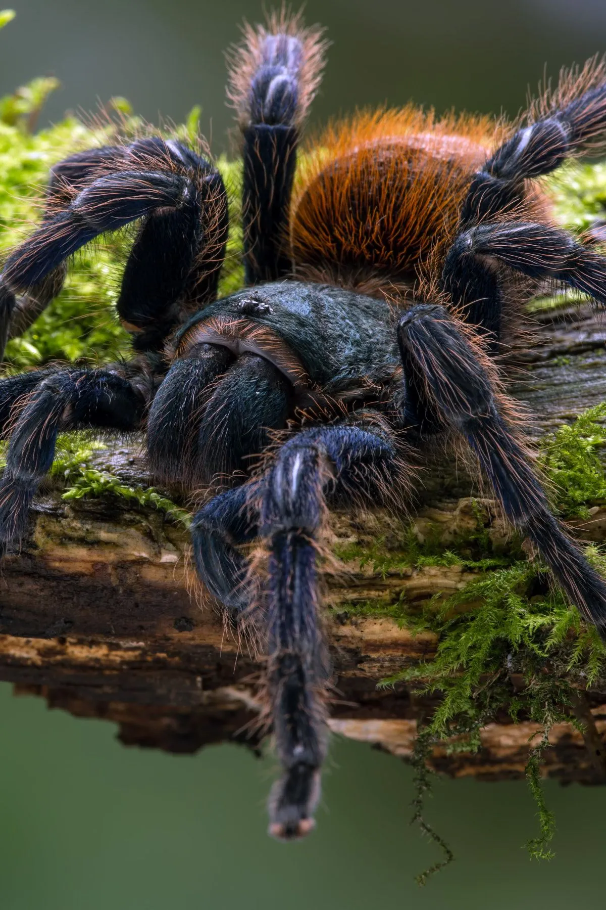 20521 gbb feeding