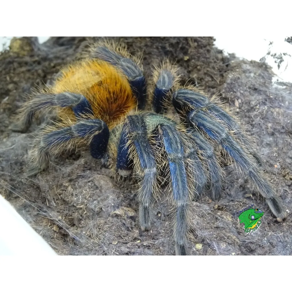 20521 gbb molting