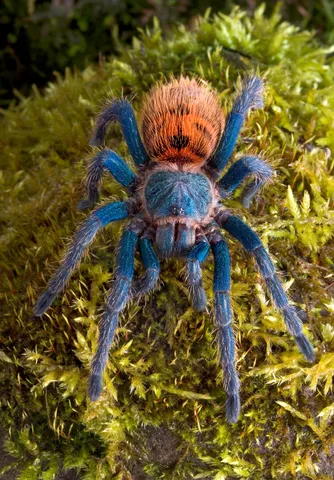 /img/20521-gbb-tarantula-handling.webp