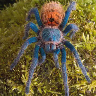 /img/20521-gbb-tarantula-handling.webp