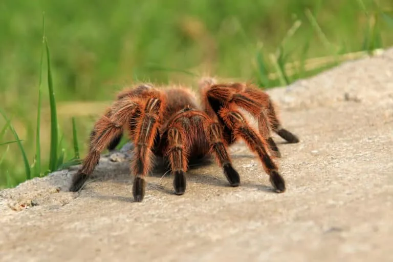/img/20522-chilean-rose-tarantula.webp