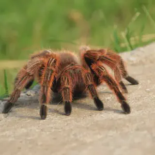 /img/20522-chilean-rose-tarantula.webp