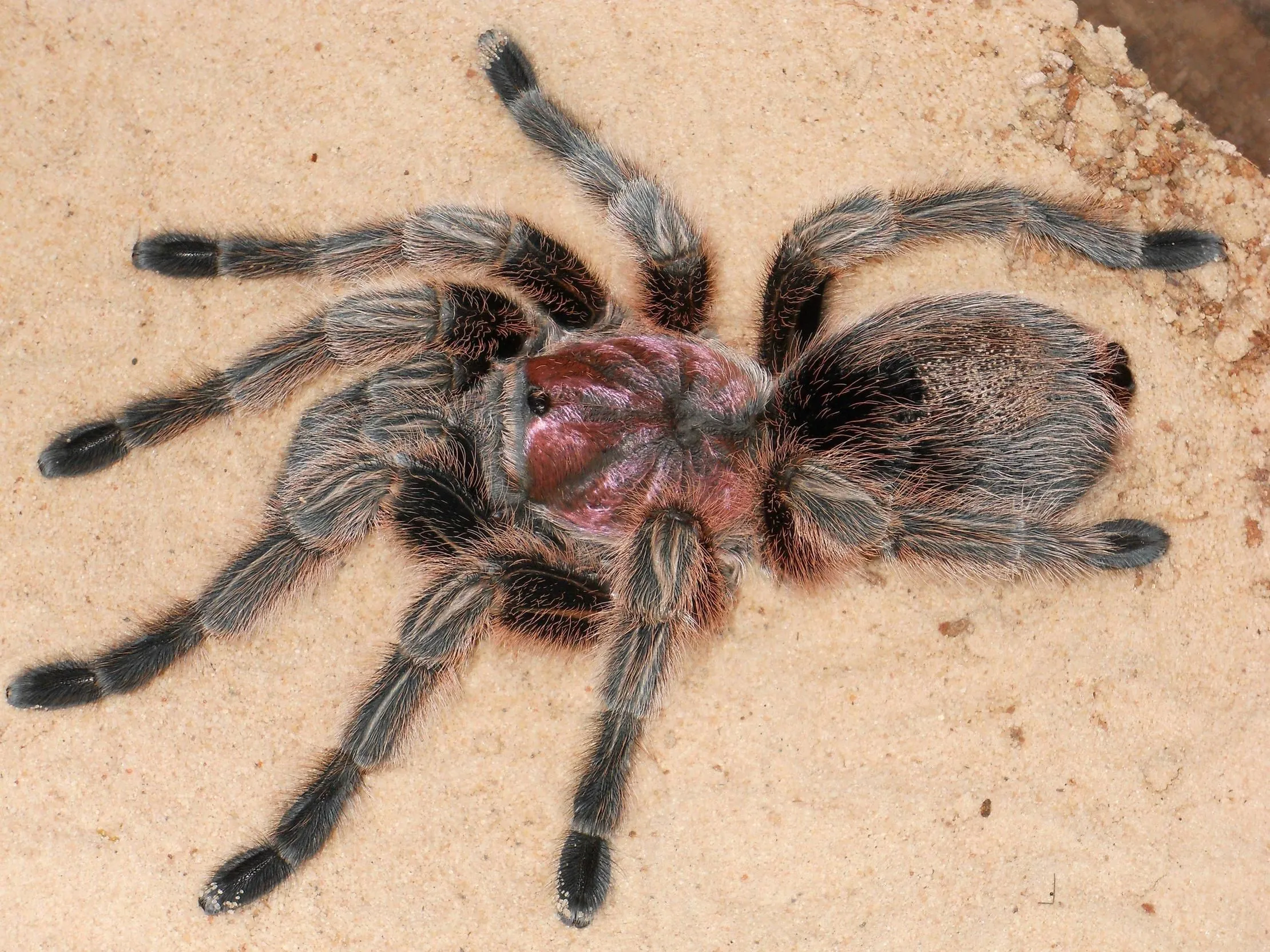 20522 tarantula enclosure