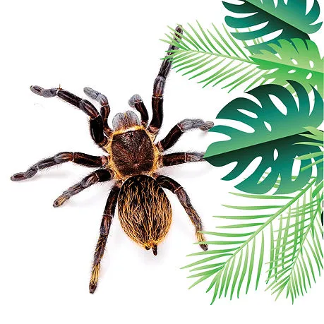 20522 tarantula feeding