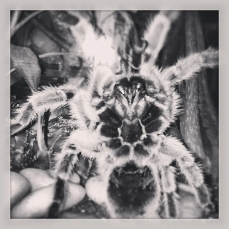 20522 tarantula handling