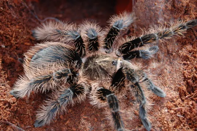 20524 curly hair tarantula handling