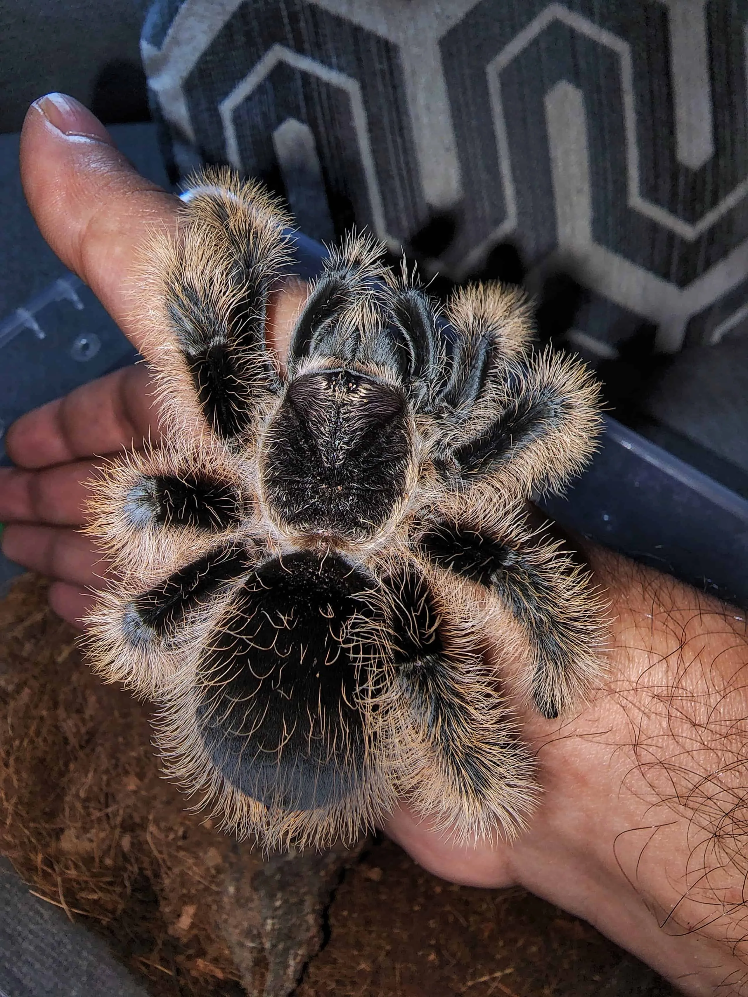 20524 curly hair tarantula molting