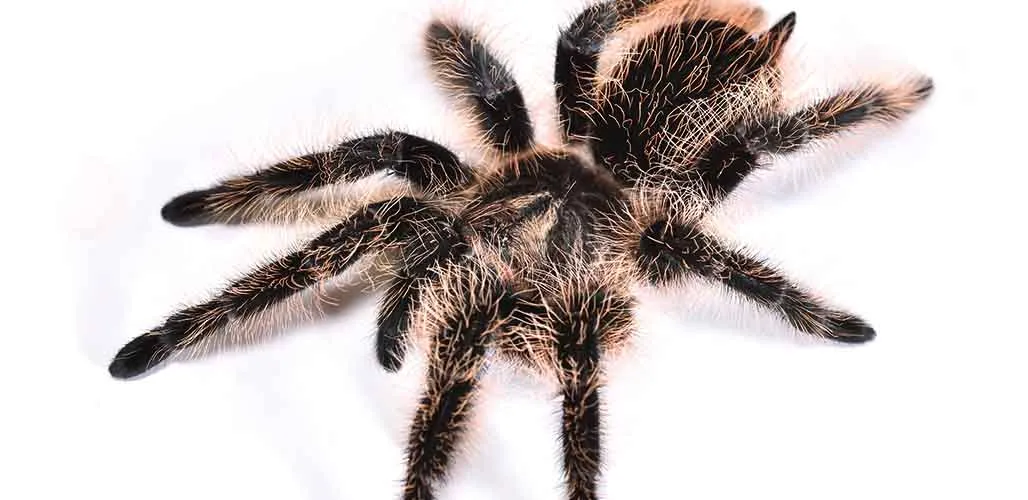 /img/20524-curly-hair-tarantula-problems.webp