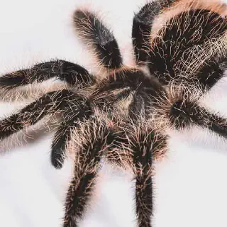 /img/20524-curly-hair-tarantula-problems.webp