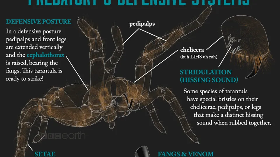 20525 spider anatomy