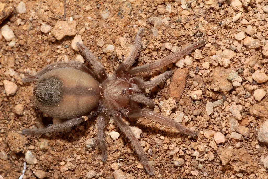 /img/20525-tarantula-vs-frog.webp
