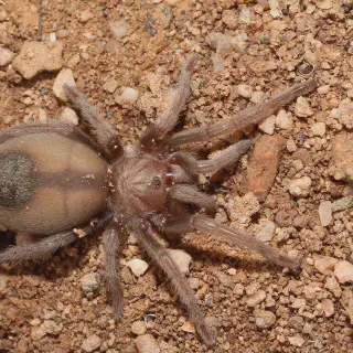 /img/20525-tarantula-vs-frog.webp