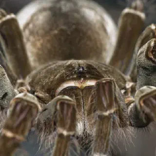 /img/20526-goliath-tarantula-aging.webp
