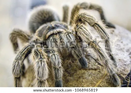 20526 goliath tarantula feeding