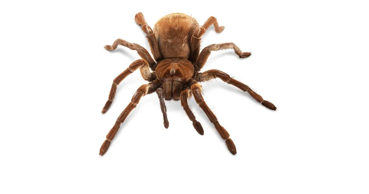 20526 goliath tarantula healthy tarantula