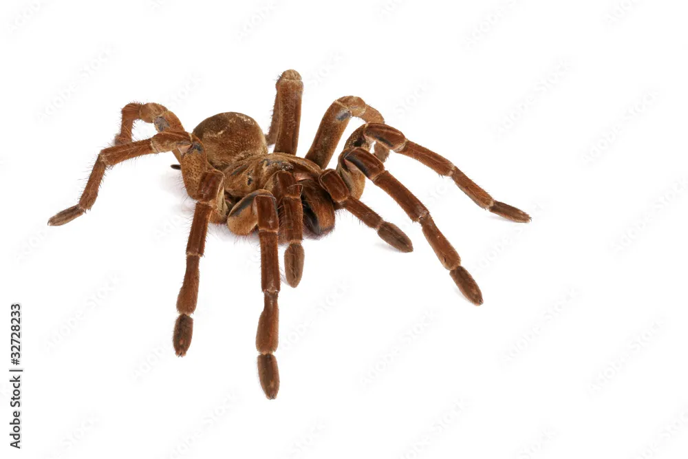 20526 goliath tarantula male female