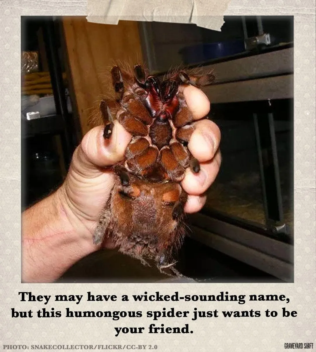 20526 goliath tarantula molting