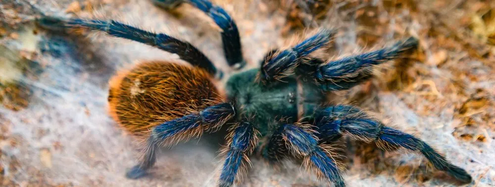 /img/20531-tarantula-car-negotiation.webp