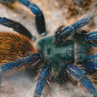 /img/20531-tarantula-car-negotiation.webp