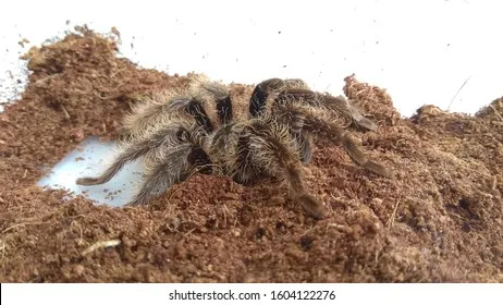 20532 tarantula nest photo 4