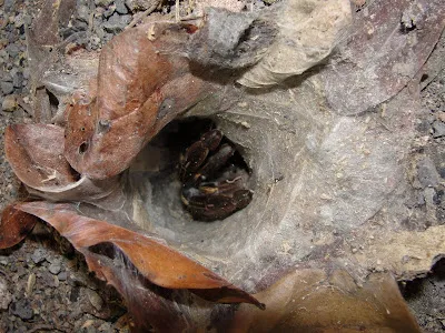 20532 tarantula nest photo 5
