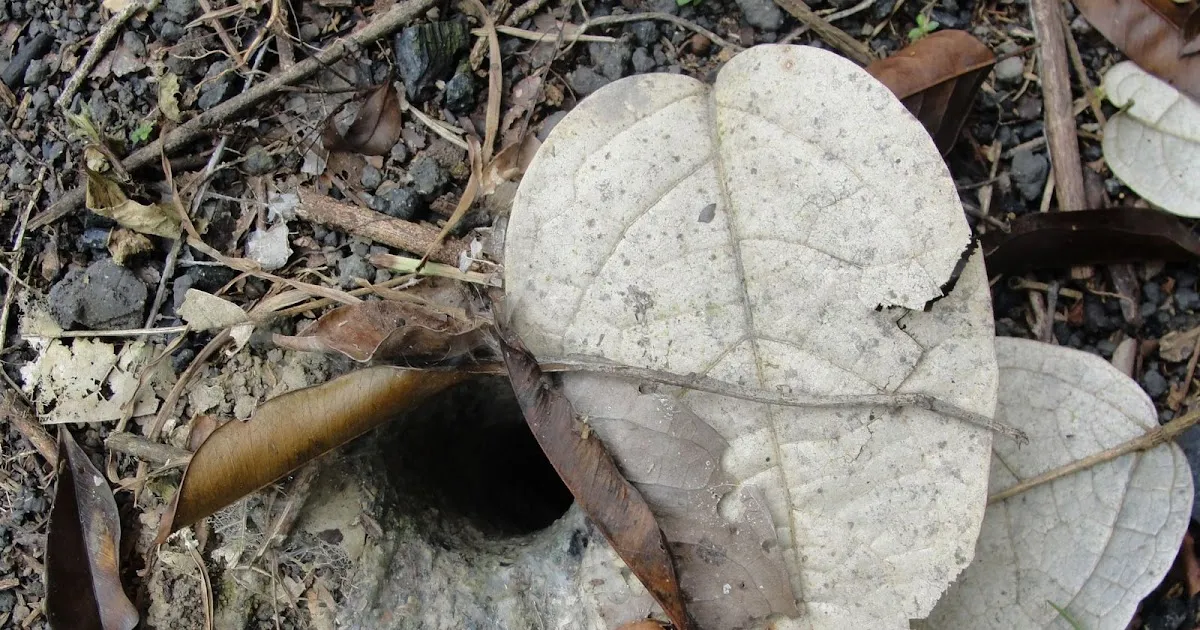 20532 tarantula nest photo 6