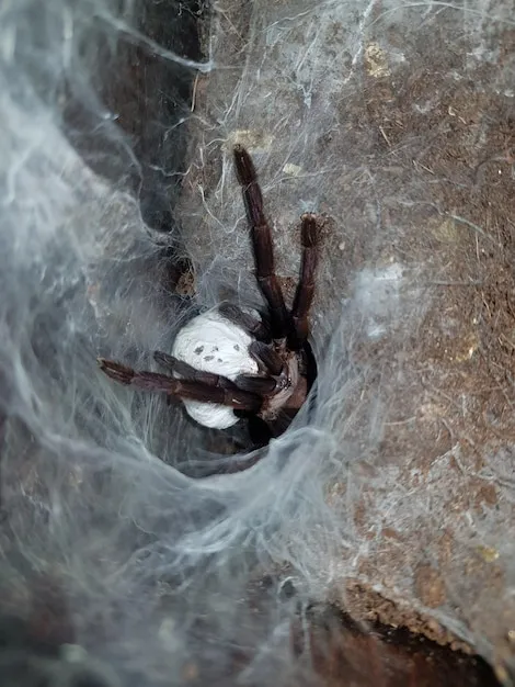 /img/20532-tarantula-nest-photo-7.webp