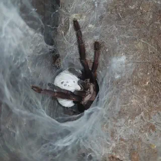 /img/20532-tarantula-nest-photo-7.webp