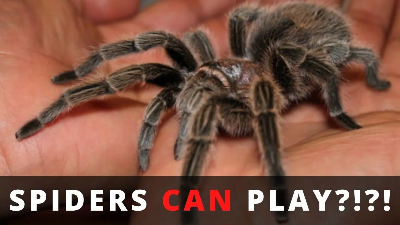 20537 gentle tarantula handling