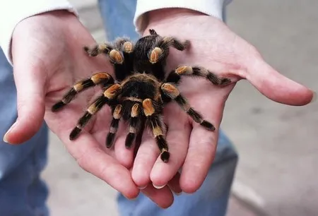 20537 tarantula behavior observation
