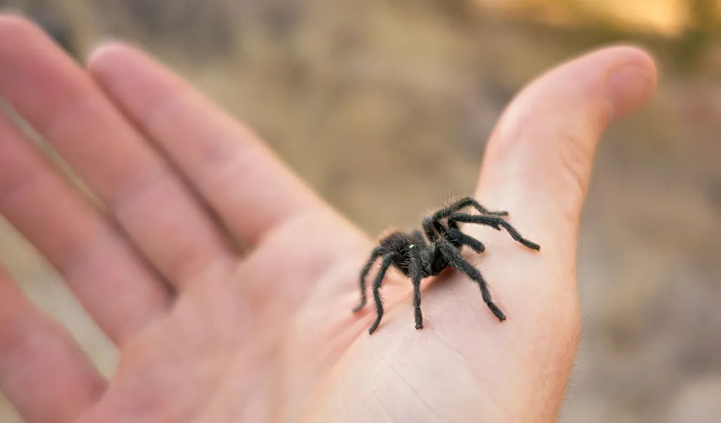 20537 tarantula enrichment activities