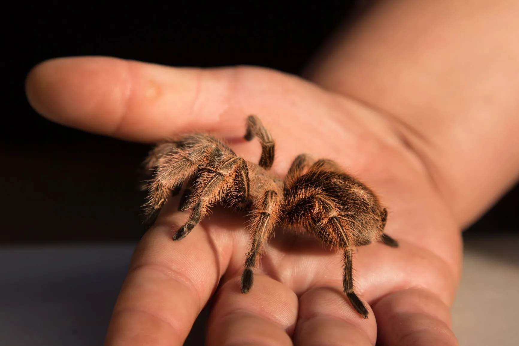 20537 tarantula hydration nutrition