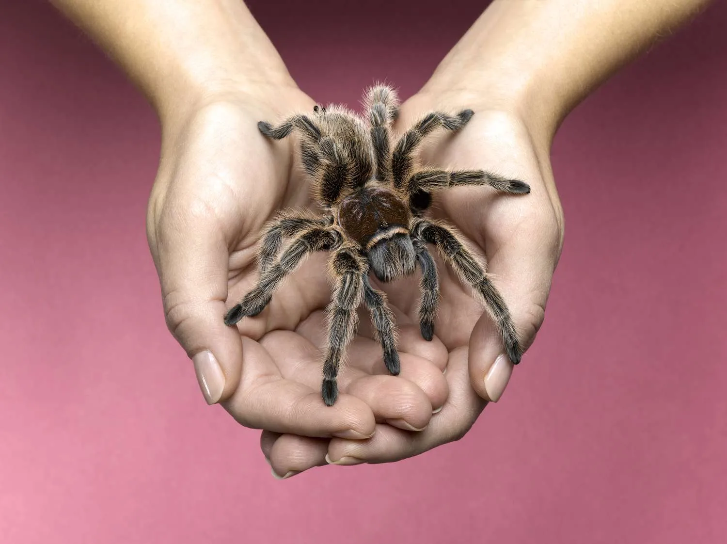 /img/20537-tarantula-positive-reinforcement.webp