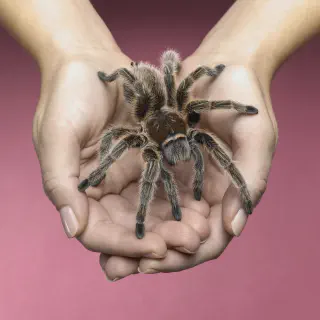 /img/20537-tarantula-positive-reinforcement.webp