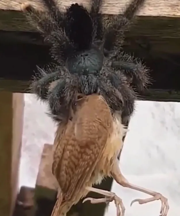 /img/20542-tarantula-defensive.webp
