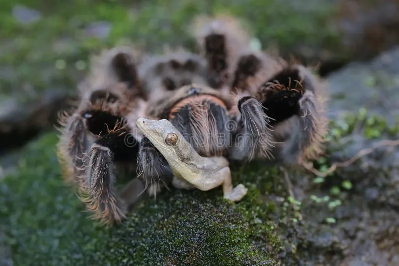 20542 tarantula eating lizard 2