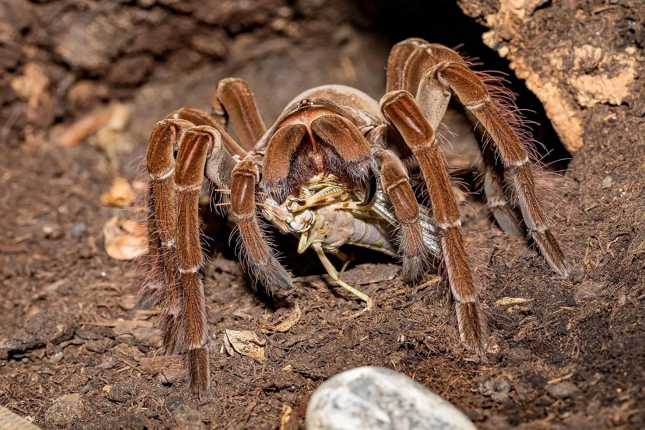 20542 tarantula habitat