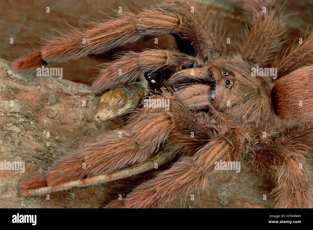 20542 tarantula hunting