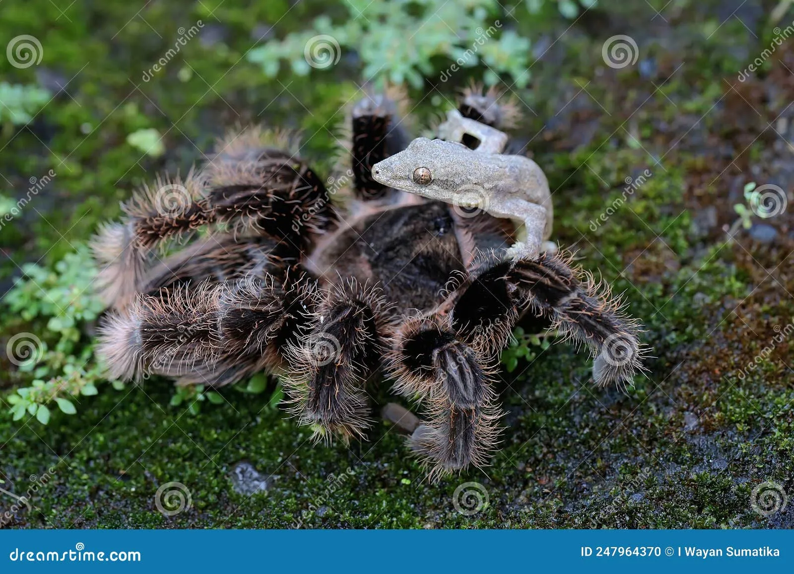 20542 tarantula venom