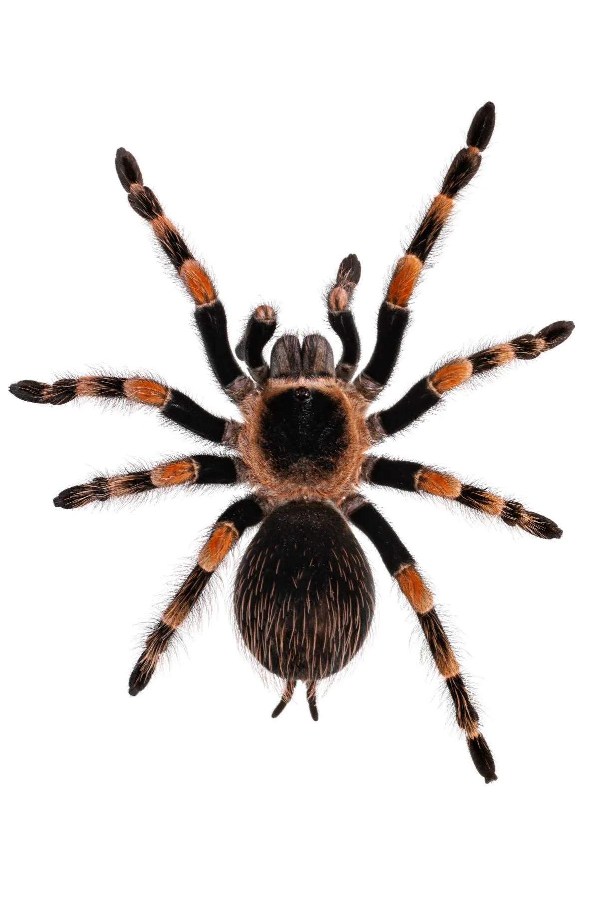 20544 mexican red knee tarantula