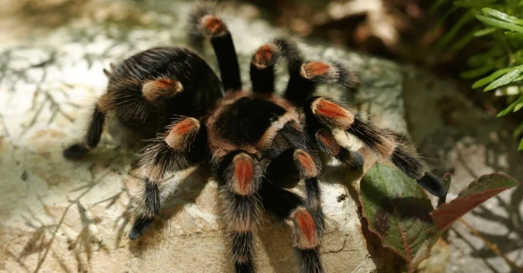 /img/20544-safe-tarantula-enclosure.webp