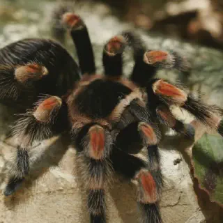 /img/20544-safe-tarantula-enclosure.webp