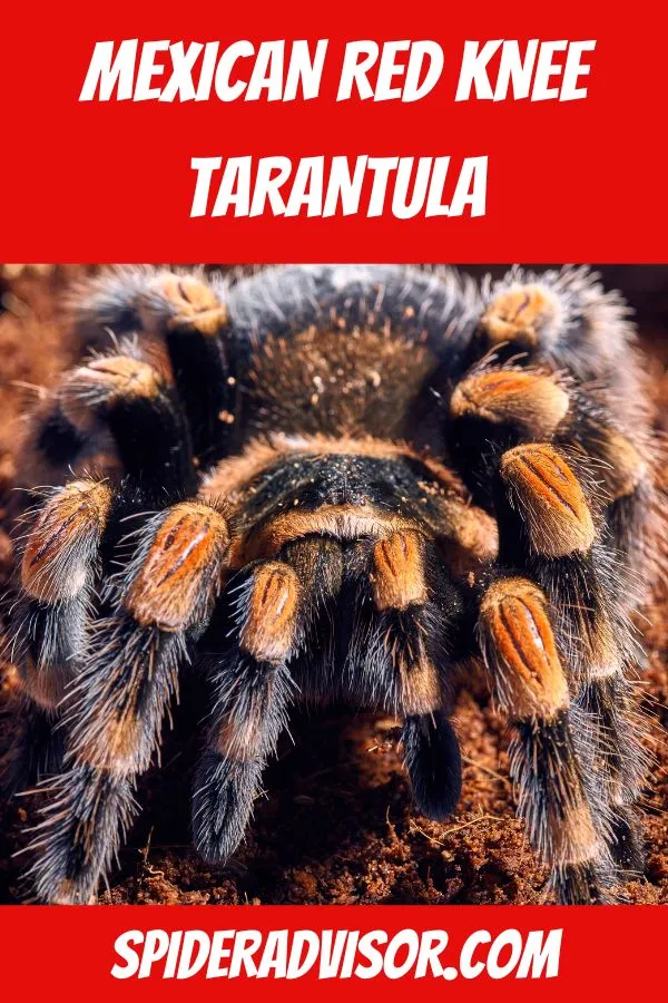 20544 tarantula molting