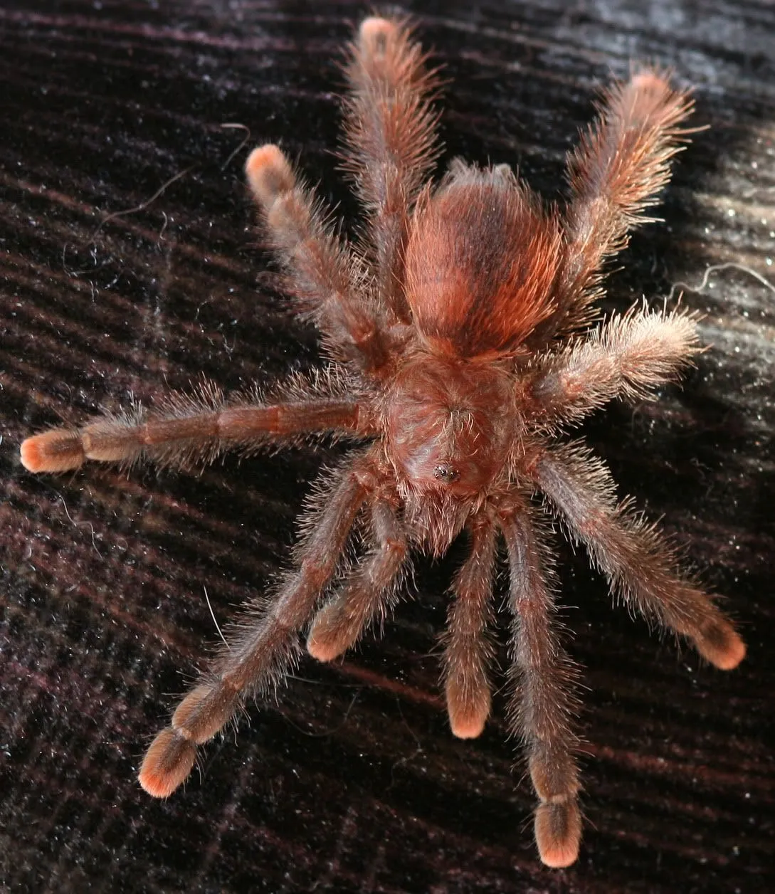 20545 pink toe tarantula bite closeup